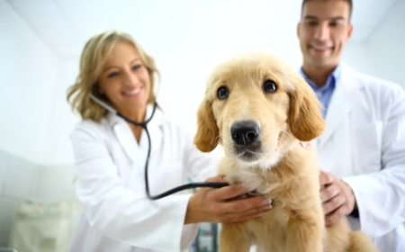 10 Smart Reasons to Think About Pet Stomach Endoscopy Costs Before It’s Needed