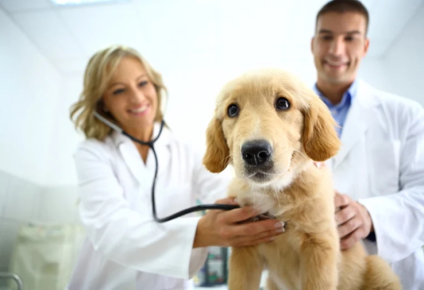 10 Smart Reasons to Think About Pet Stomach Endoscopy Costs Before It’s Needed