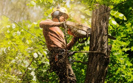 Tree Trimming Services La Marque, TX