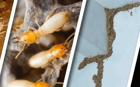 Best Termite Treatment Company Tips: How to Know If You’re Getting a Legit Inspection and Who to Trust for Real Results