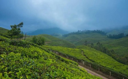 Rolling Hills & Tea Trails: Discovering Munnar’s Hidden Charms