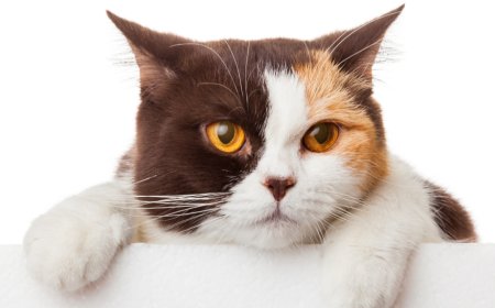 Why Choosing the Right Pet Salon in San Diego Matters for Your Furry Friend’s Health and Happiness