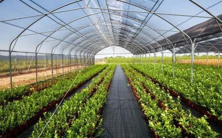 Global Controlled Environment Agriculture Market Value and Growth Projections for 2025 - 2030