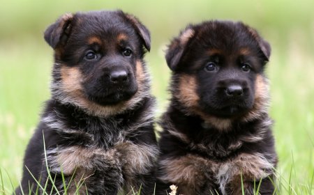 Purebred German Shepherd Puppies | Top Breeders in Florida