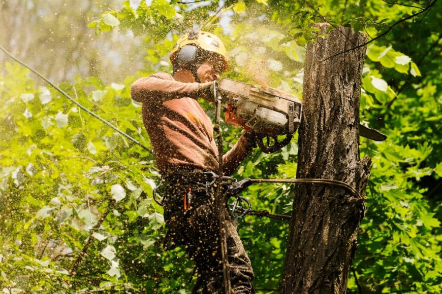 Tree Trimming Services La Marque, TX