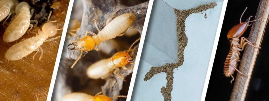 Best Termite Treatment Company Tips: How to Know If You’re Getting a Legit Inspection and Who to Trust for Real Results