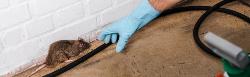 Best Pest Control Brooklyn: How to Get Rid of Rodents Fast and Keep Them Gone