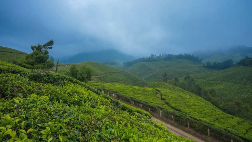 Rolling Hills & Tea Trails: Discovering Munnar’s Hidden Charms