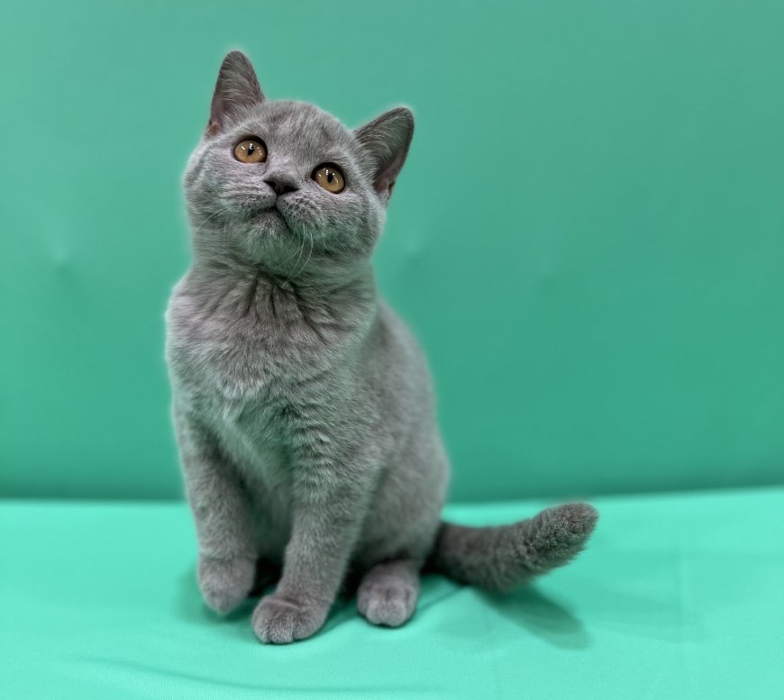 Kittens for Adoption in UAE: Your Comprehensive Guide to Finding the Perfect Feline Companion