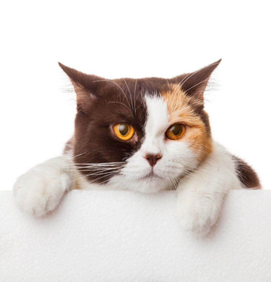 Why Choosing the Right Pet Salon in San Diego Matters for Your Furry Friend’s Health and Happiness