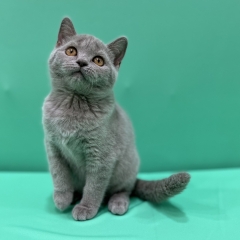 paradizekitties